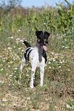 FOX TERRIER POIL LISSE 058